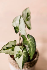 Syngonium "Three King"